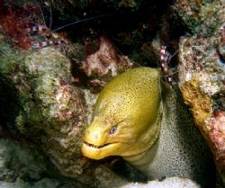 Cleaning time! House reef Mataking Reef Resort by Alex Lim 